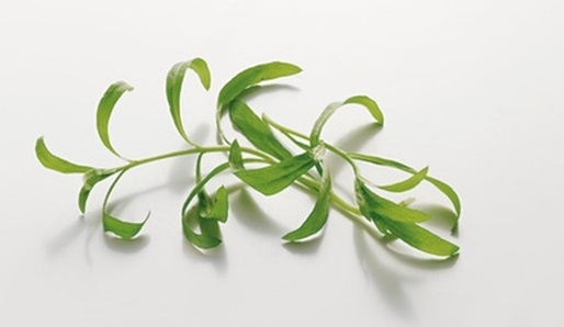Estragon, Eukalyptus, Fenykl, Fazole, Ginko, Guarana